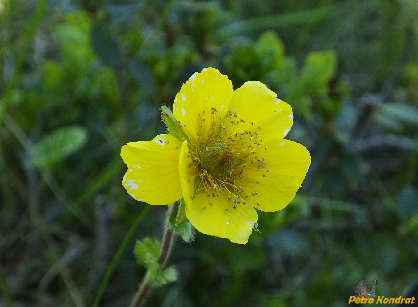 Image of Oreogeum montanum specimen.