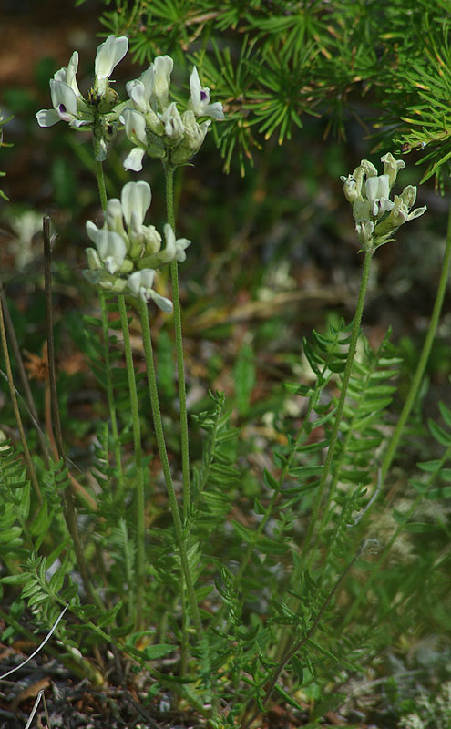 Изображение особи Oxytropis leucantha ssp. subarctica.