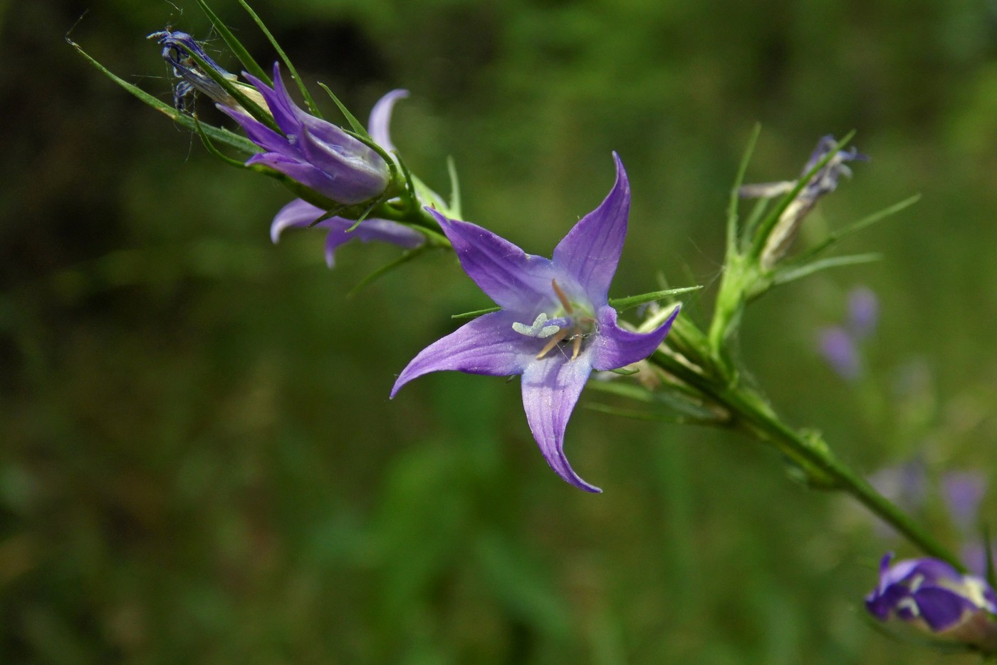 Image of Campanula lambertiana specimen.