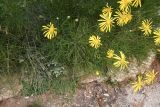 Euryops speciosissimus