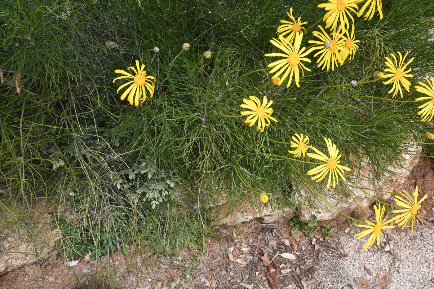 Image of Euryops speciosissimus specimen.