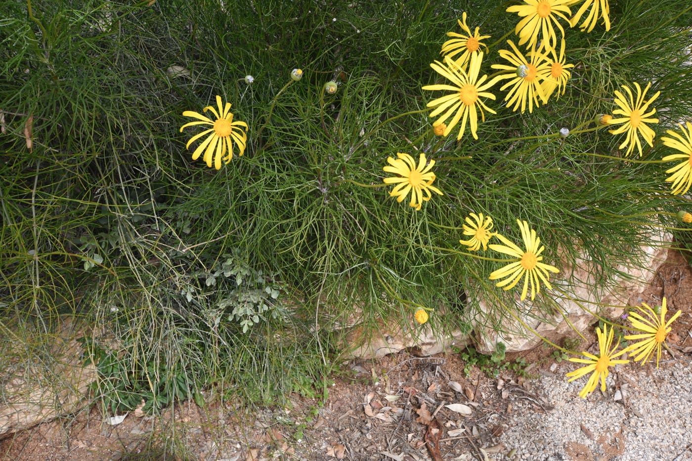 Изображение особи Euryops speciosissimus.