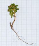Plantago sarcophylla