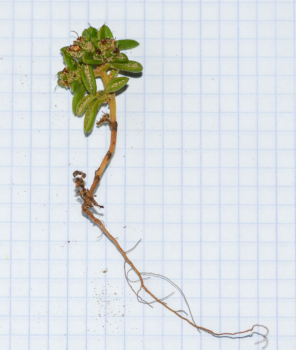 Image of Plantago sarcophylla specimen.