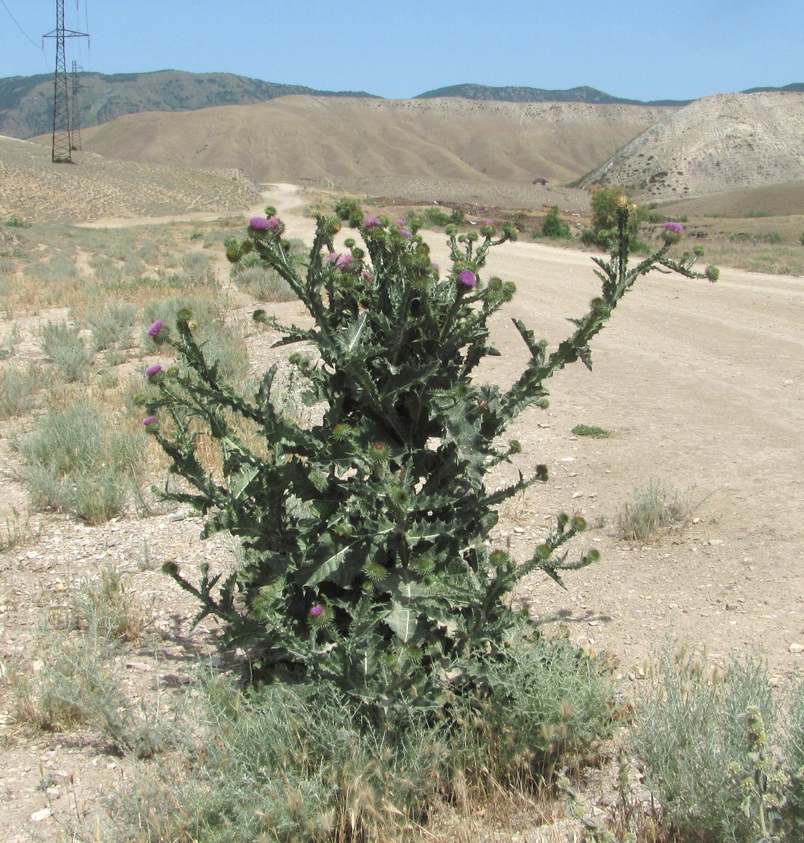 Image of Onopordum acanthium specimen.