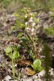 Pyrola rotundifolia. Цветущее растение. Ленинградская обл., Гатчинский р-н, окр. дер. Авколево, карьер \"Елизаветино\", сырое каменистое понижение на месте выработки известняка. 16.06.2019.