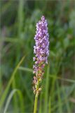 Gymnadenia densiflora