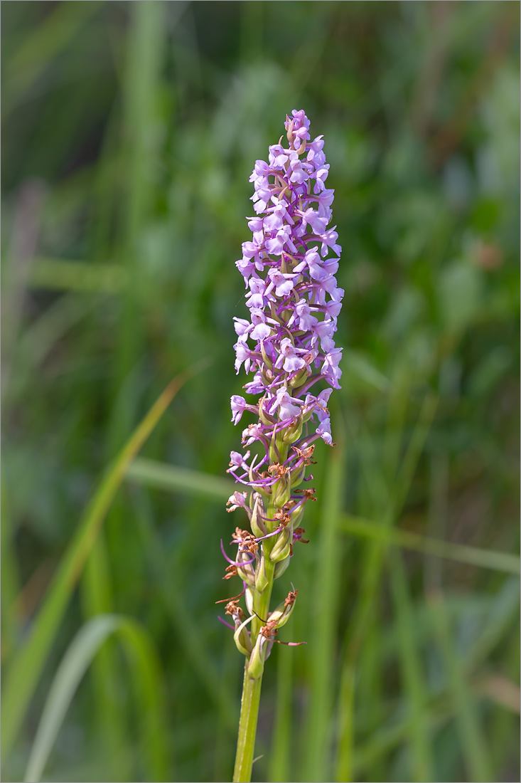 Изображение особи Gymnadenia densiflora.