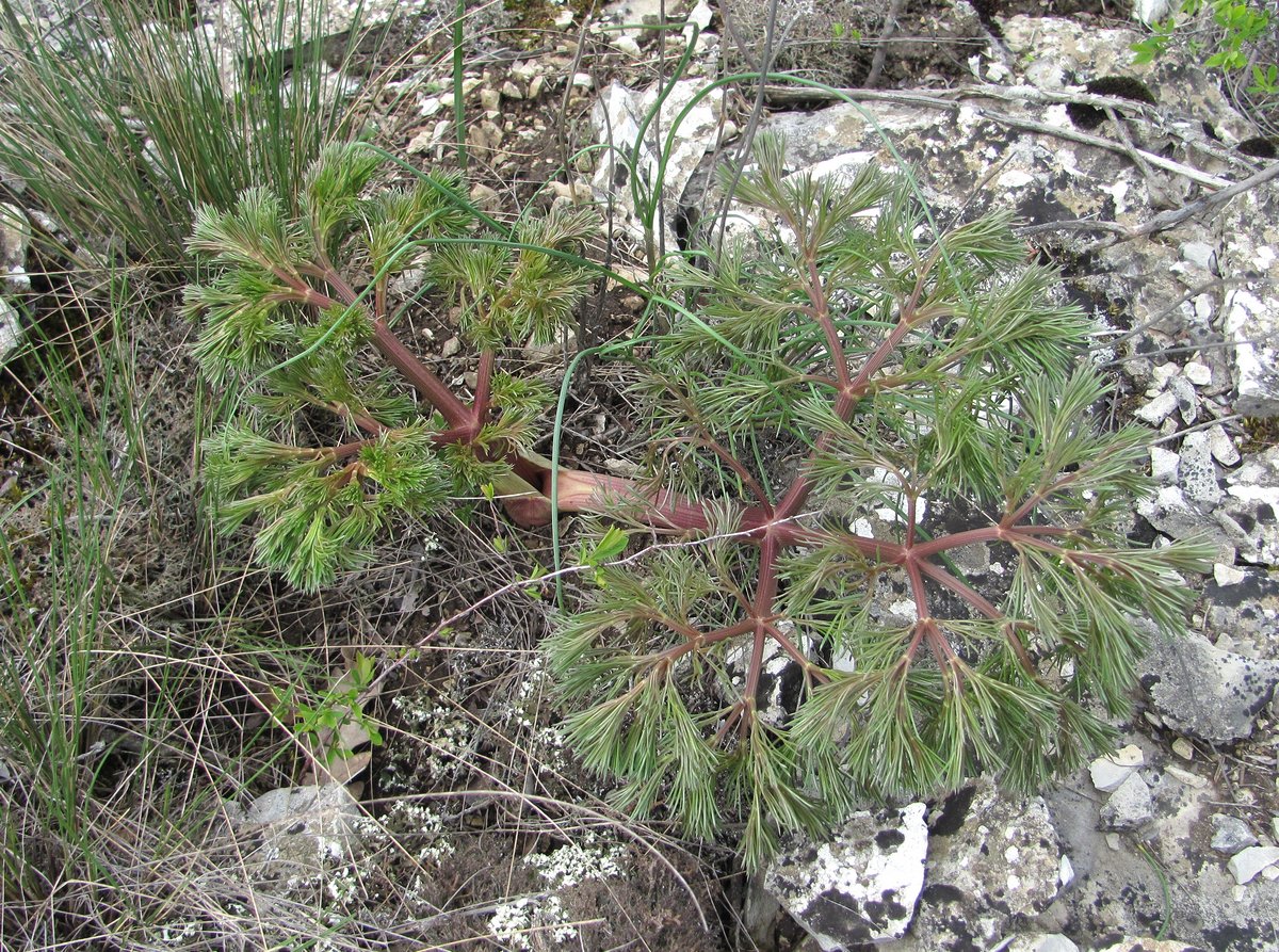 Image of Bilacunaria microcarpos specimen.