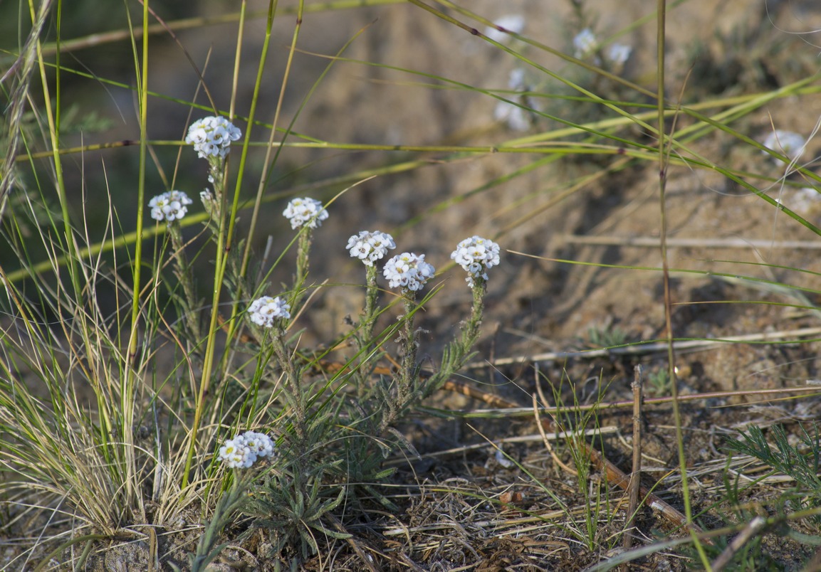 Image of Ptilotrichum tenuifolium specimen.