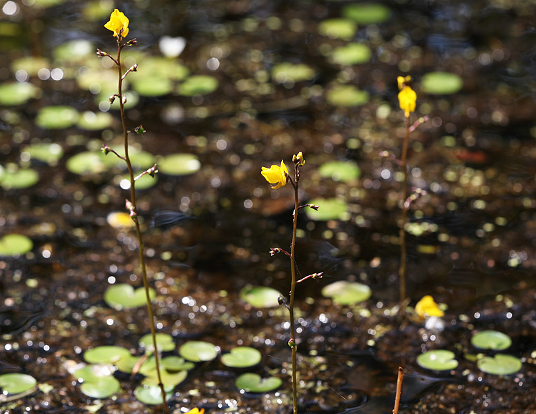 Изображение особи Utricularia australis.