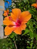 Hibiscus rosa-sinensis. Верхушка побега с цветком. Израиль, г. Бат-Ям, в культуре. 04.11.2019.