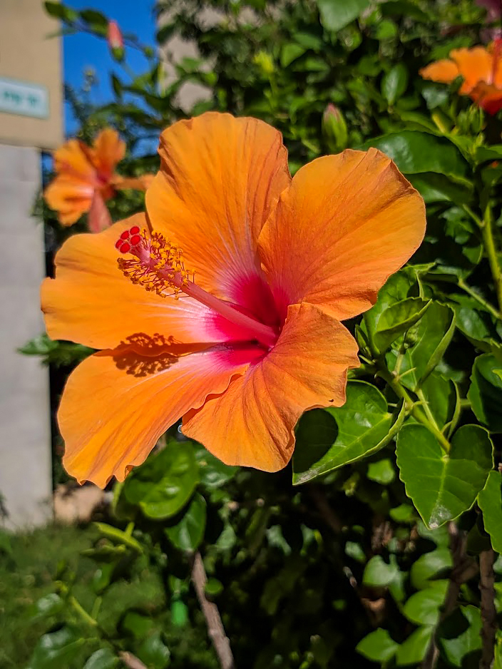 Image of Hibiscus rosa-sinensis specimen.