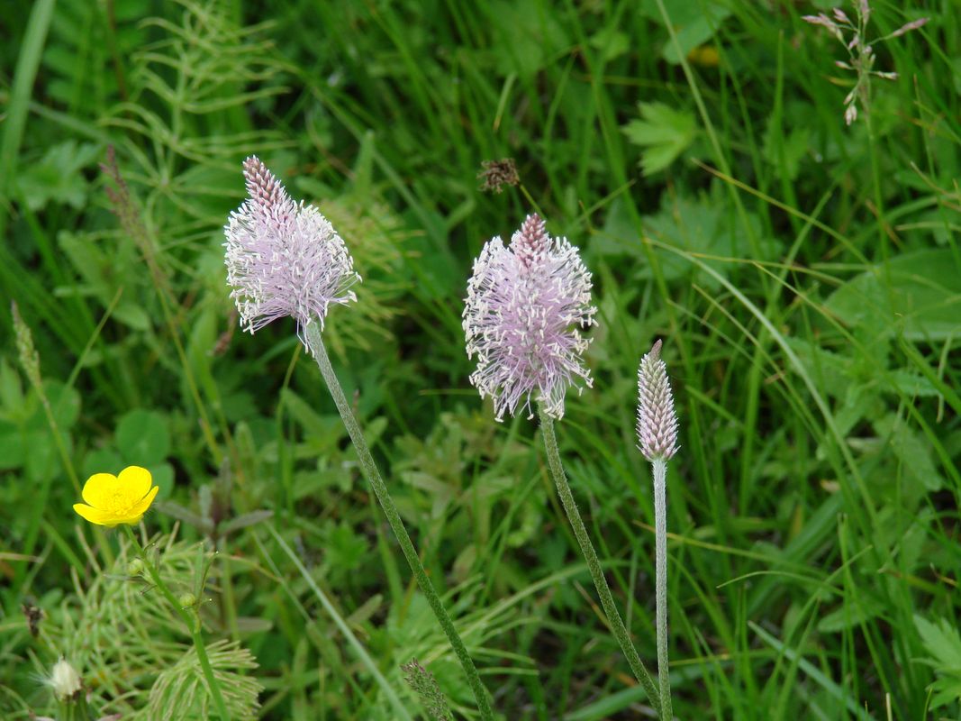 Изображение особи Plantago media.