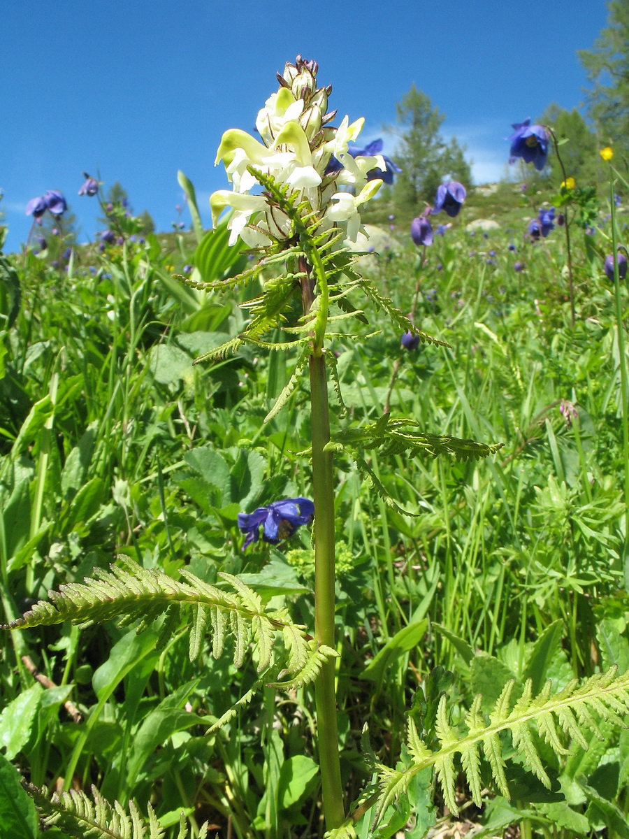 Image of Pedicularis compacta specimen.