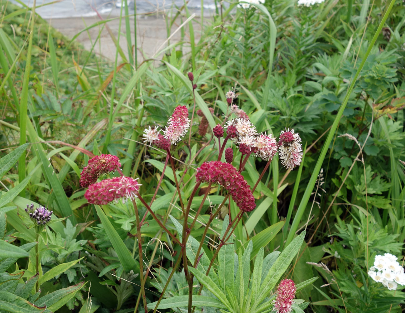 Изображение особи Sanguisorba tenuifolia.