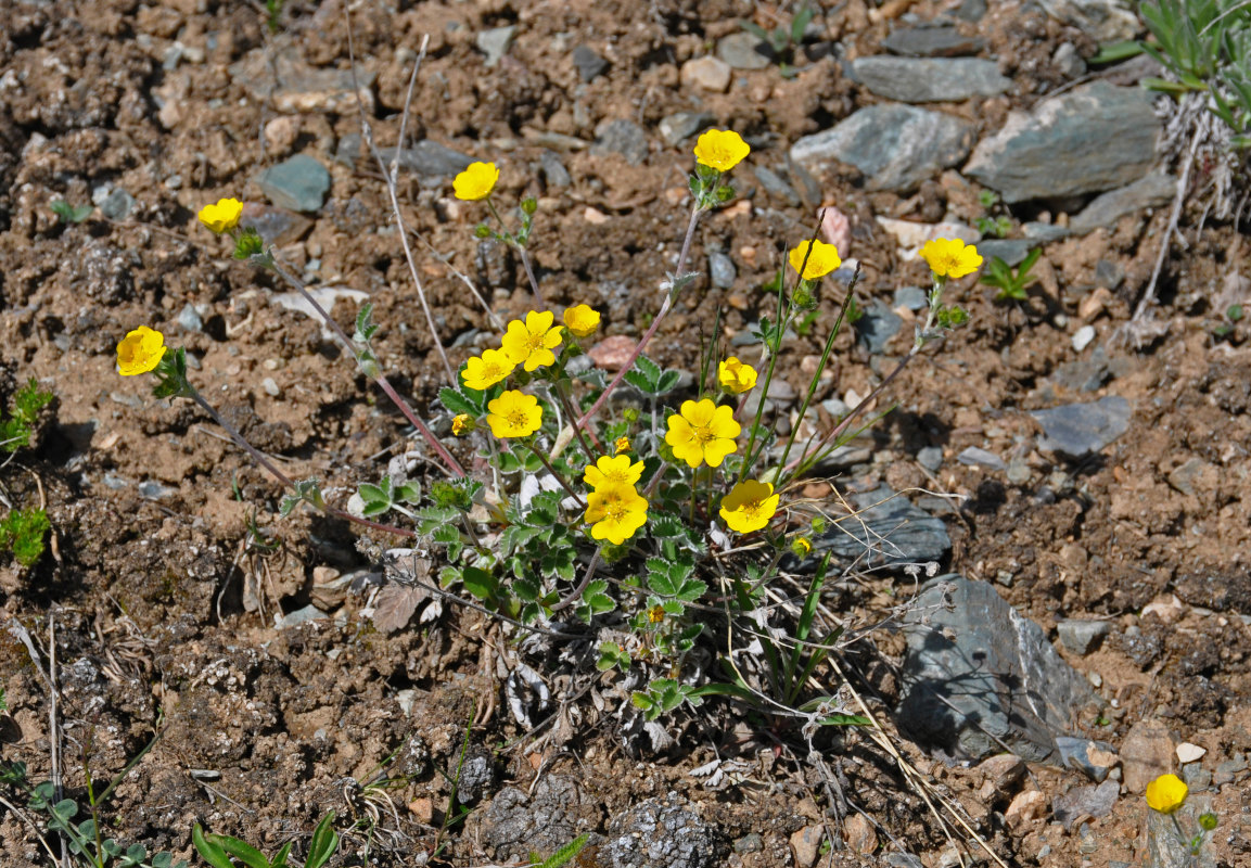 Изображение особи Potentilla nivea.