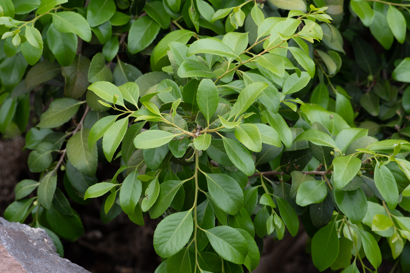 Изображение особи Maytenus canariensis.