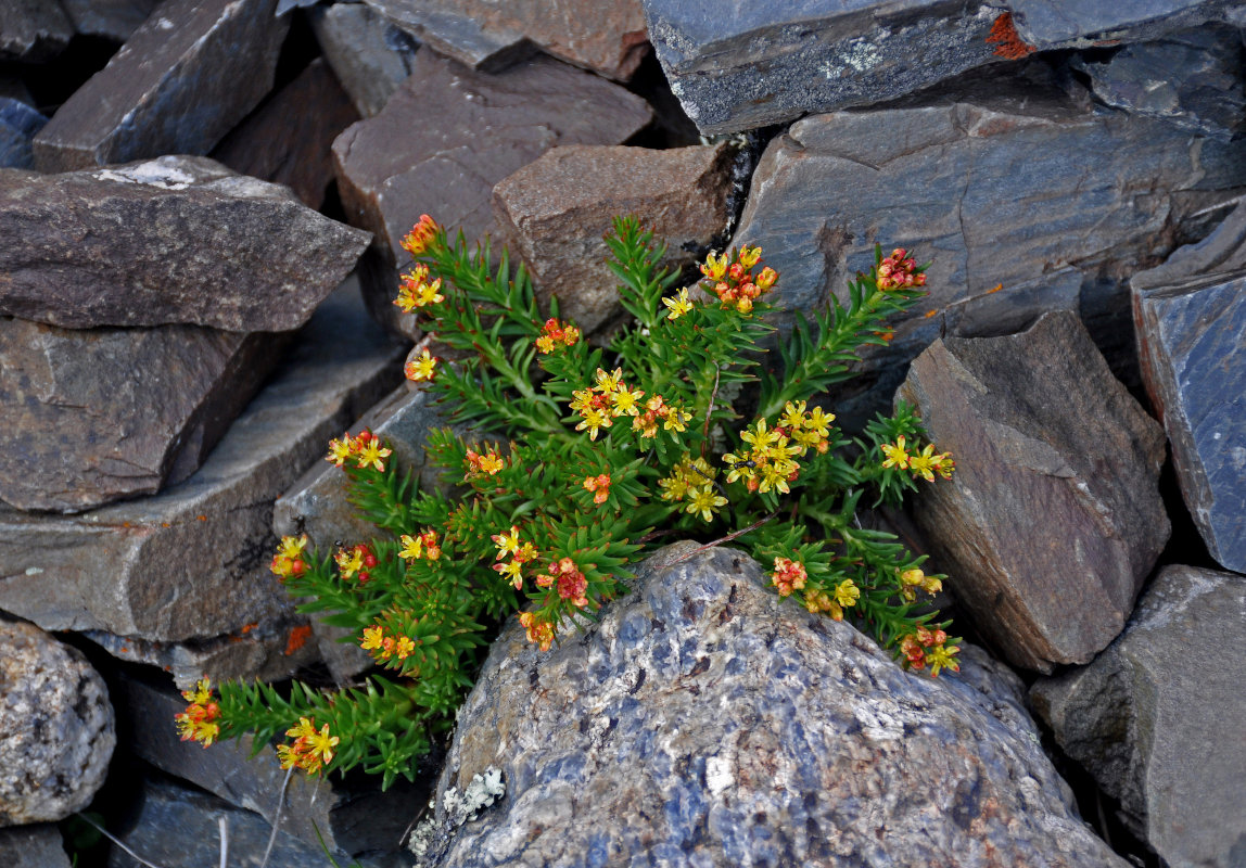 Image of Rhodiola quadrifida specimen.