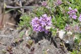 genus Thymus