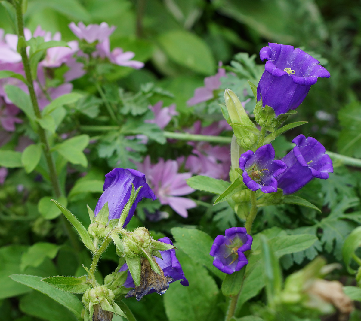 Image of Campanula medium specimen.