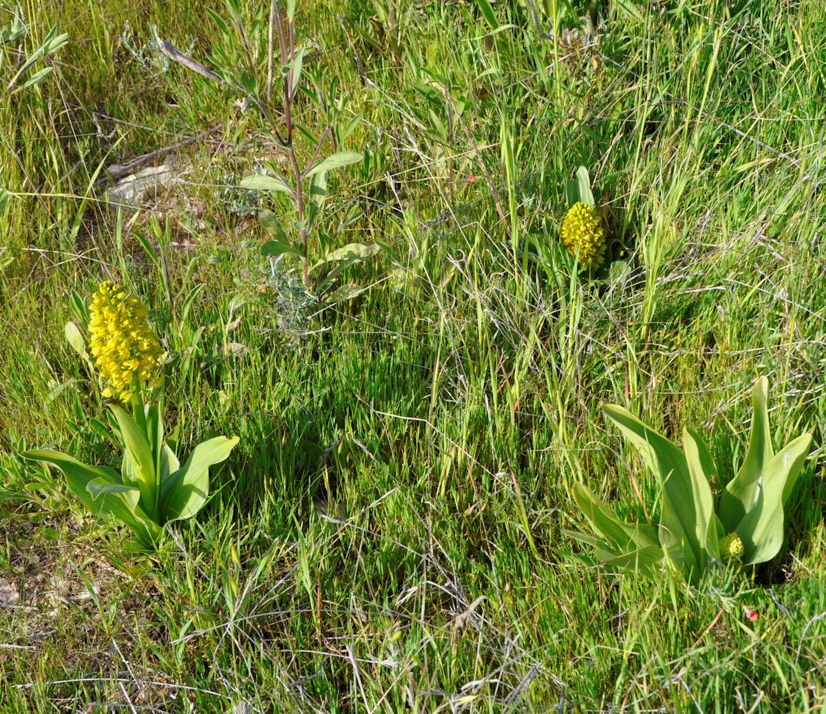 Изображение особи Orchis punctulata.