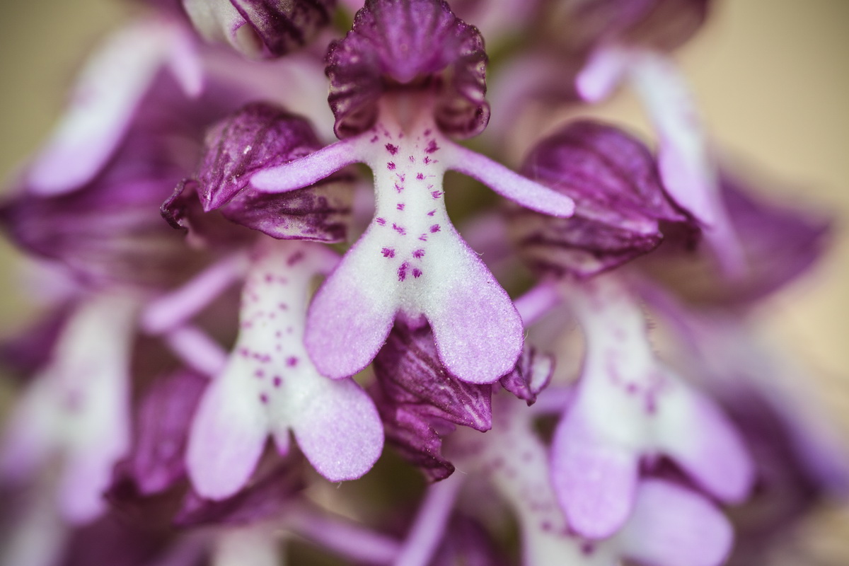 Image of Orchis purpurea ssp. caucasica specimen.