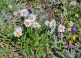 Erigeron heterochaeta