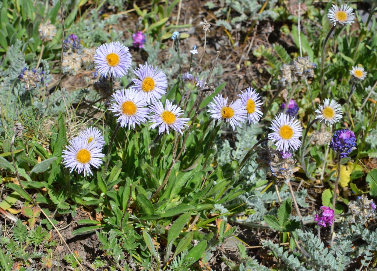 Изображение особи Erigeron heterochaeta.