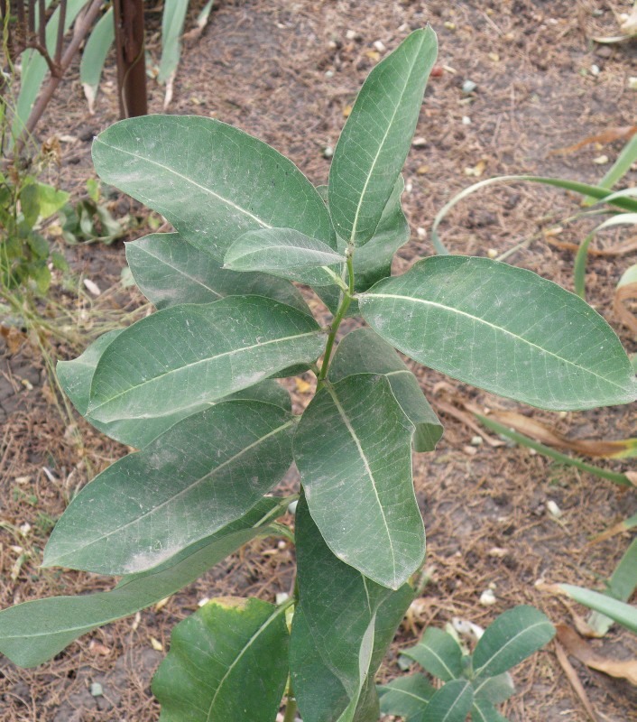 Изображение особи Asclepias syriaca.