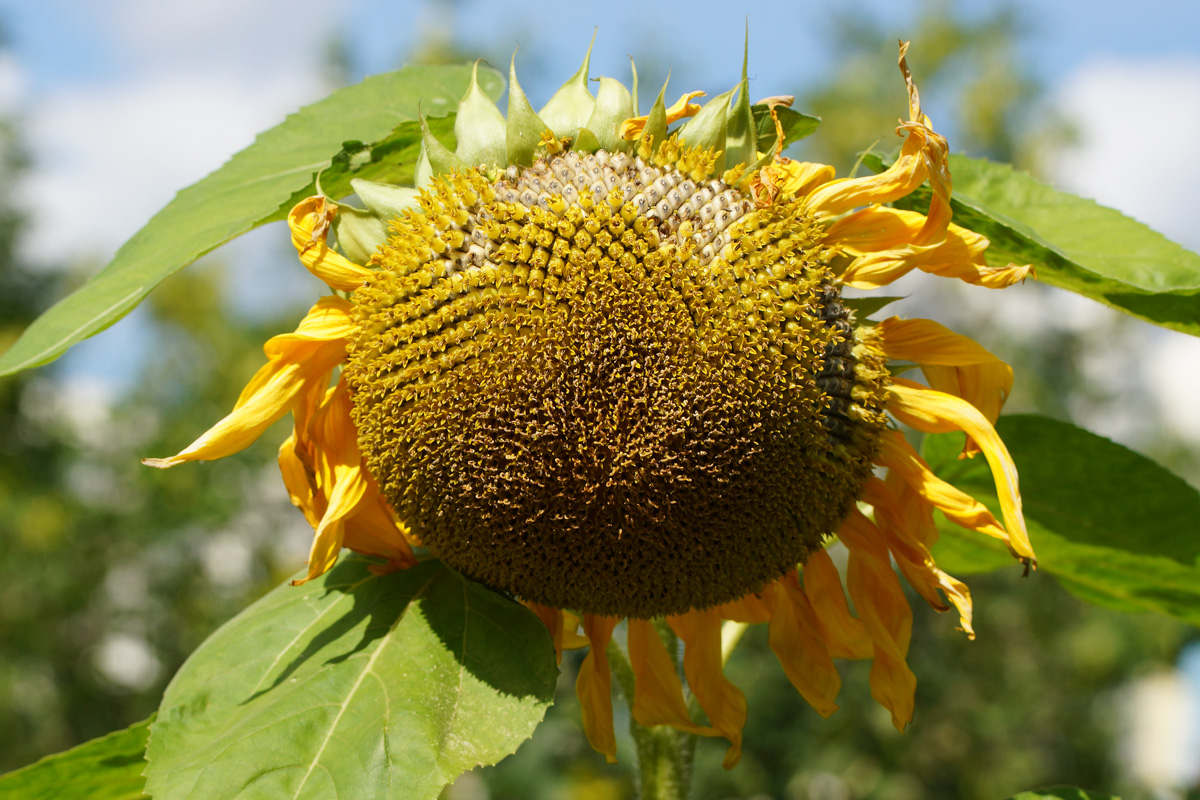 Изображение особи Helianthus annuus.