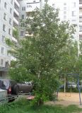 Sorbus hybrida. Цветущее растение. Тверская обл., г. Тверь, Заволжский р-н, в дворовом озеленении. 24 мая 2019 г.