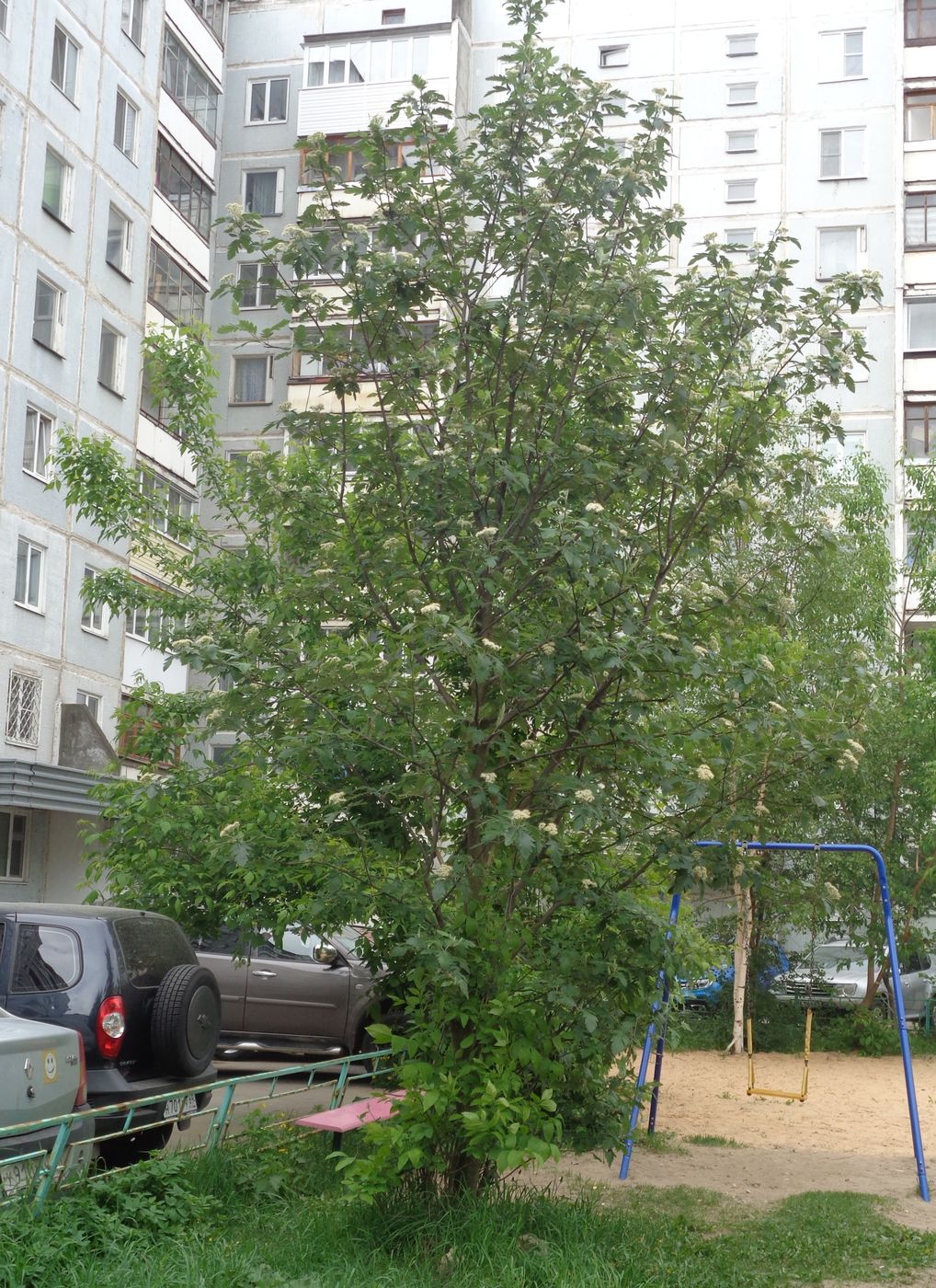 Изображение особи Sorbus hybrida.