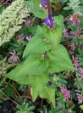 Campanula glomerata. Нижняя часть стебля с развивающимися пазушными соцветиями. Приморский край, Владивостокский ГО, о. Рикорда, северо-западный берег, разнотравье на границе с лесом. 03.08.2019.