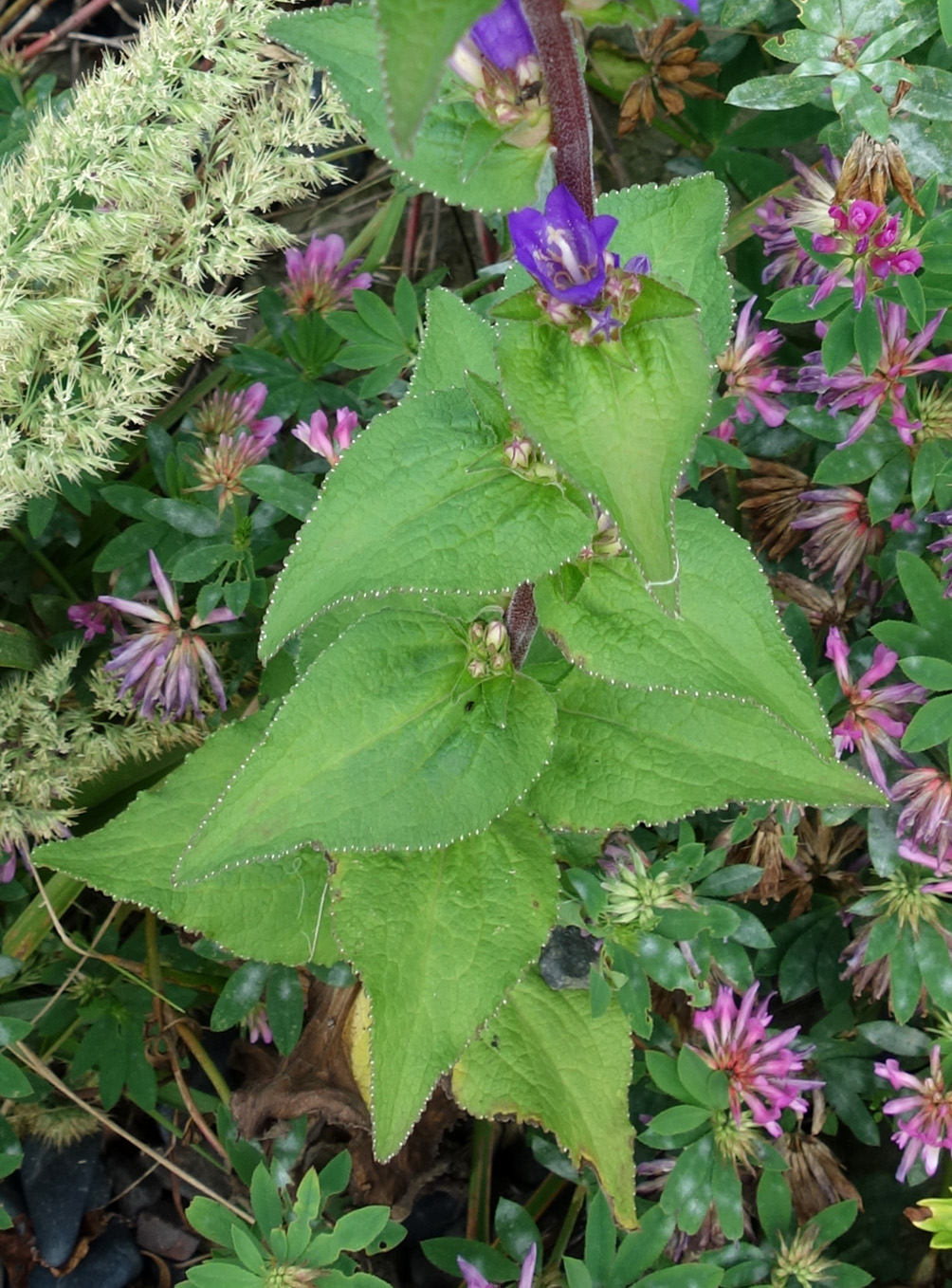 Image of Campanula glomerata specimen.