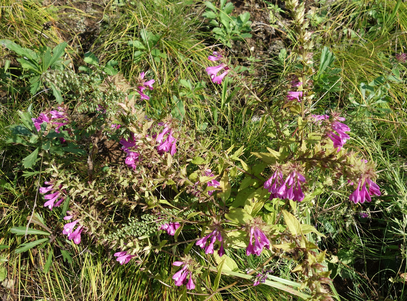 Изображение особи Melampyrum roseum.