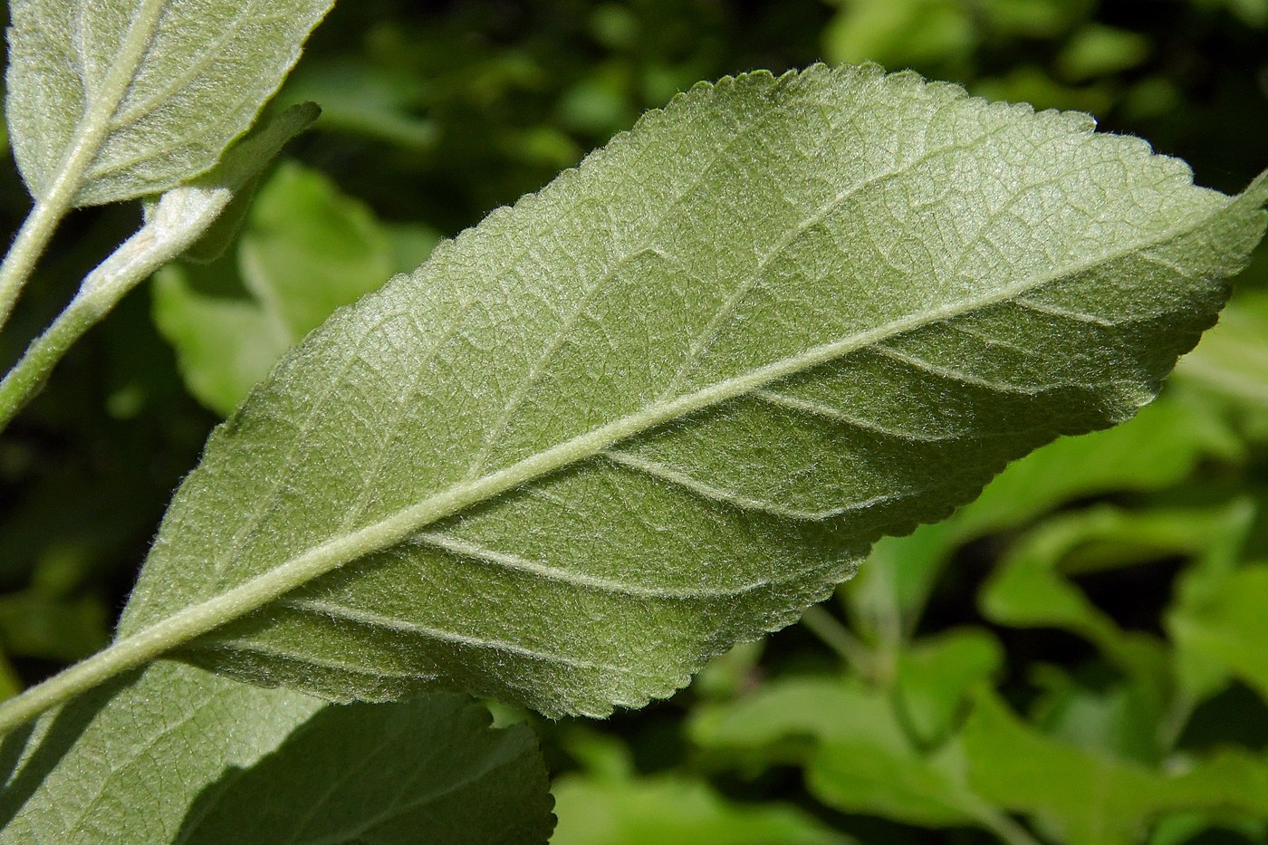 Изображение особи Malus orientalis.