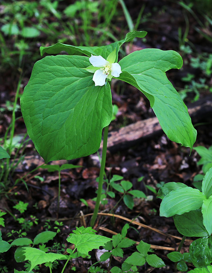 Image of Trillium &times; komarovii specimen.