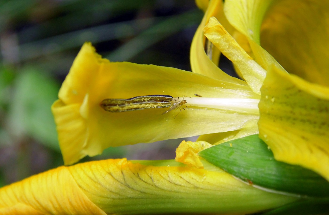 Изображение особи Iris pseudacorus.