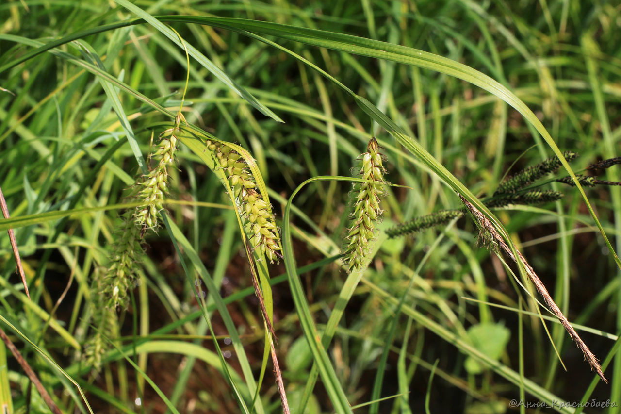 Изображение особи Carex vesicaria.