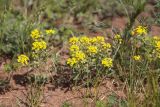 genus Alyssum