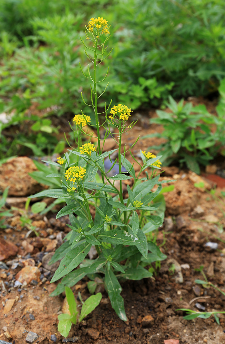 Image of Erysimum cheiranthoides specimen.