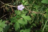 Geranium wlassovianum