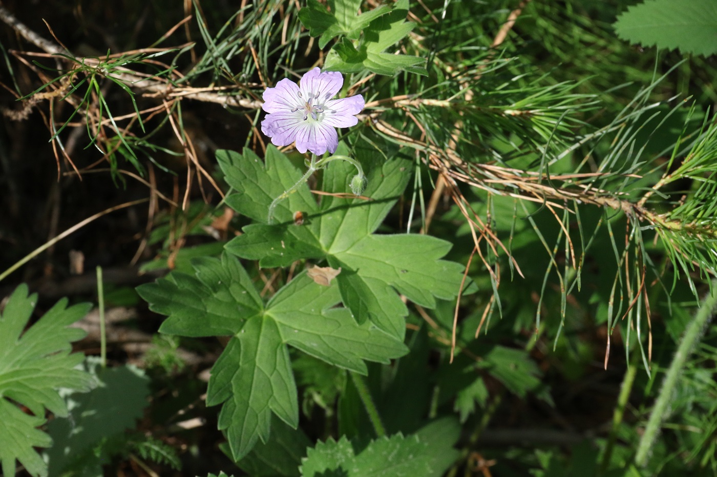 Image of Geranium wlassovianum specimen.