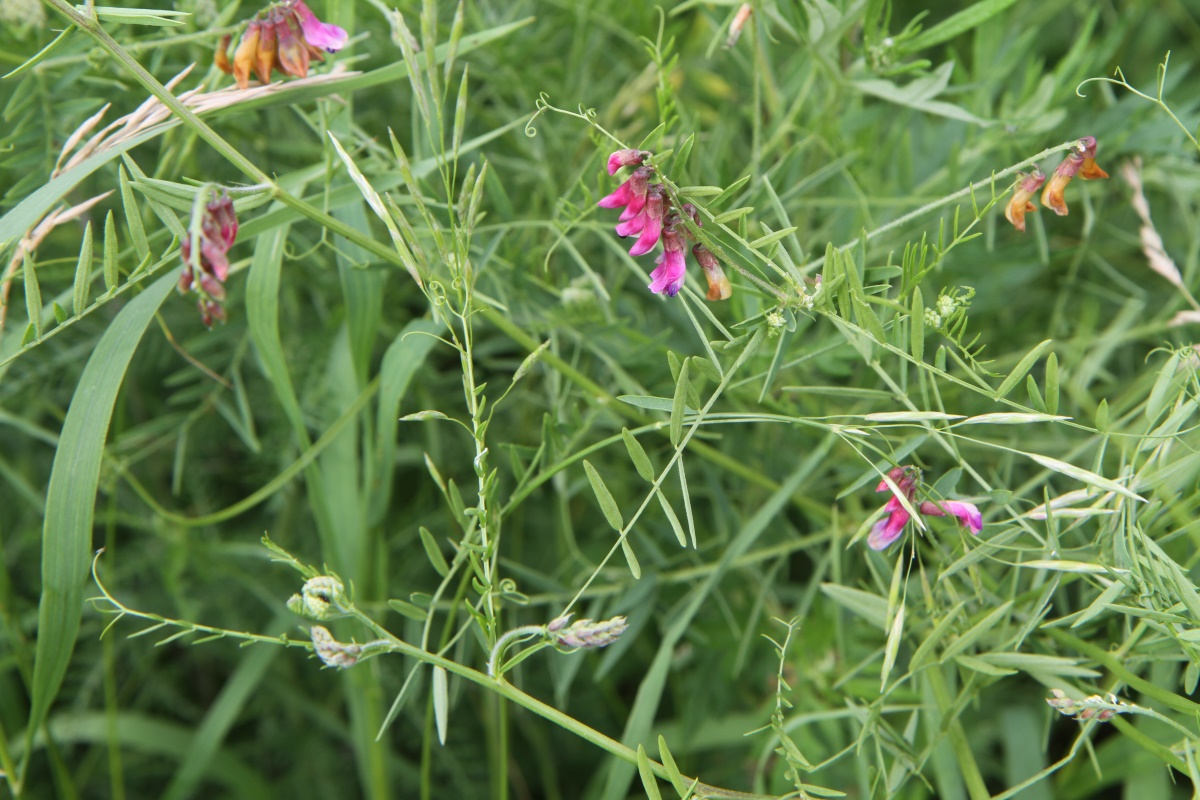 Изображение особи Vicia megalotropis.