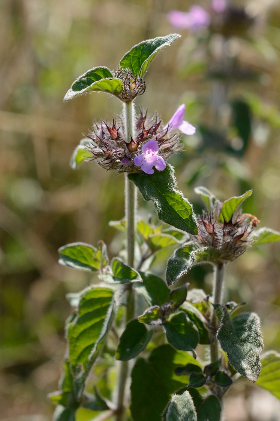 Image of Clinopodium caucasicum specimen.