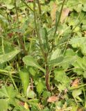 род Leucanthemum
