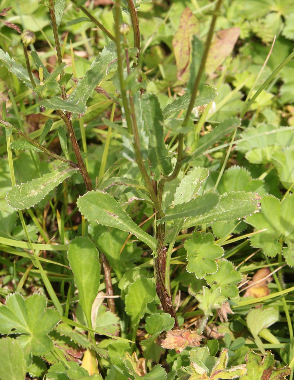 Image of genus Leucanthemum specimen.