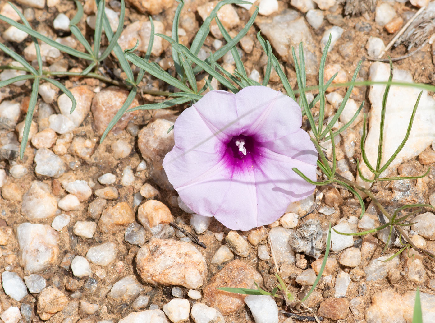 Изображение особи Ipomoea bolusiana.