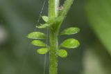 Artemisia vulgaris. Часть побега с основаниями листьев. Крым, Бахчисарайский р-н, окр. с. Речное, берег р. Кача. 19.08.2020.